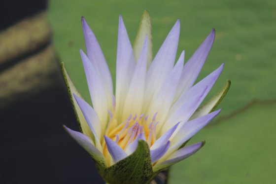 A waterlily growing with purple pointy petals and yellow where it meets the stem. 